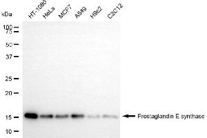 anti-Prostaglandin E Synthase (PTGES) antibody