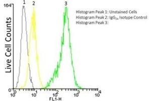 Flow cytometry analysis, intracellular staining, of 106 Jurkat cells using LRRC32, mAb (Plato-1) (FITC conjugate) at a concentration of 50μg/ml. (LRRC32 antibody  (AA 20-627) (FITC))