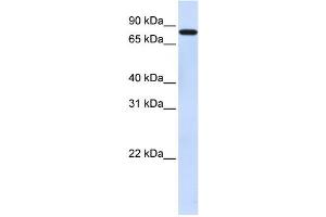 Western Blotting (WB) image for anti-Zinc Finger Protein 287 (ZNF287) antibody (ABIN2458397) (ZNF287 antibody)