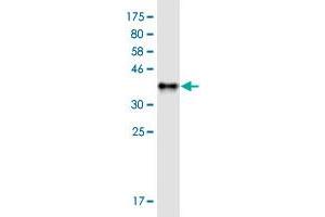 Western Blot detection against Immunogen (38. (SLC30A5 antibody  (AA 1-118))