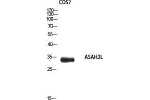 Western Blot (WB) analysis of COS7 using ASAH3L antibody.