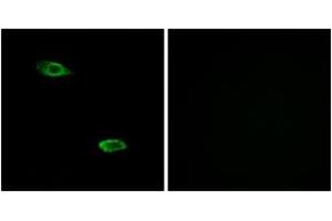 Immunofluorescence analysis of A549 cells, using OR51E2 Antibody. (PSGR antibody  (AA 221-270))
