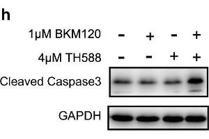 The combination of BKM120 and TH588 synergistically induces oxidative DNA damage and apoptosis. (GAPDH antibody)