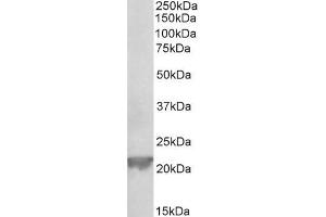 ABIN1049501 (0. (Glutathione Peroxidase 1 antibody  (Internal Region))