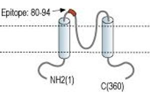anti-Potassium Inwardly-Rectifying Channel, Subfamily J, Member 13 (KCNJ13) (AA 80-94), (Extracellular Loop) antibody (Atto 488)