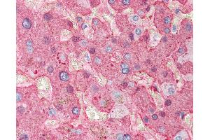 Anti-Fibrinogen antibody IHC of human liver. (Fibrinogen antibody)