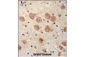 FUSSEL18 Antibody (C-term) (ABIN655936 and ABIN2845328) immunohistochemistry analysis in formalin fixed and paraffin embedded human brain tissue followed by peroxidase conjugation of the secondary antibody and DAB staining. (SKOR2 antibody  (C-Term))
