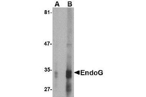 Image no. 1 for anti-Endonuclease G (ENDOG) (AA 76-170) antibody (ABIN1491656) (Endonuclease G antibody  (AA 76-170))