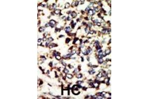 Immunohistochemistry (IHC) image for anti-NEK7 (NEK7) antibody (ABIN3003666)