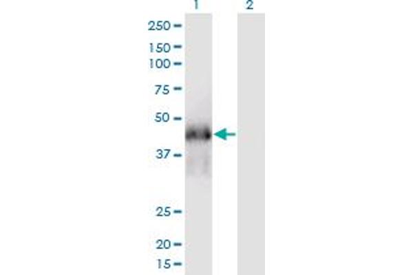 FAM122A antibody  (AA 1-287)