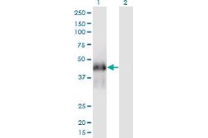 Western Blot analysis of FAM122A expression in transfected 293T cell line by FAM122A monoclonal antibody (M03), clone 3E9. (FAM122A antibody  (AA 1-287))