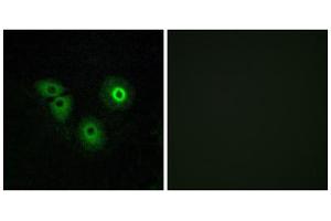 Immunofluorescence analysis of A549 cells, using OR4A15 antibody. (OR4A15 antibody  (C-Term))