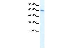 CHRNA7 antibody used at 1. (CHRNA7 antibody  (Middle Region))