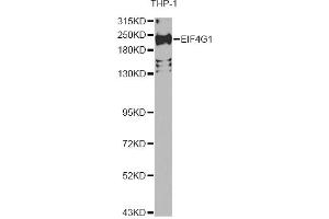 Western blot analysis of extracts of THP-1 cells, using EIF4G1 Antibody.