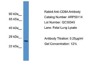 WB Suggested Anti-CD8A  Antibody Titration: 0.
