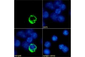 Immunofluorescence staining of mouse splenocytes using anti-TCR antibody Desire-1. (Recombinant T Cell Receptor antibody)