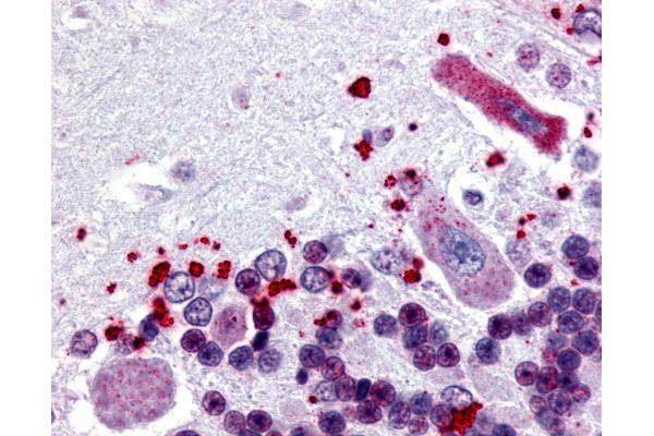 NPBWR1 antibody  (Cytoplasmic Domain)