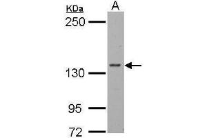 Western Blotting (WB) image for anti-Polymerase (RNA) II (DNA Directed) Polypeptide B, 140kDa (POLR2B) (N-Term) antibody (ABIN2855420)