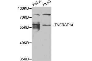 Western blot analysis of extracts of HeLa and HL60 cell lines, using TNFRSF1A antibody. (TNFRSF1A antibody)
