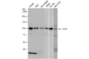 WB Image CD71 antibody detects CD71 protein by western blot analysis. (Transferrin Receptor antibody)