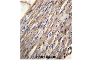 C10orf129 Antibody (C-term) (ABIN656532 and ABIN2845798) immunohistochemistry analysis in formalin fixed and paraffin embedded human heart tissue followed by peroxidase conjugation of the secondary antibody and DAB staining.
