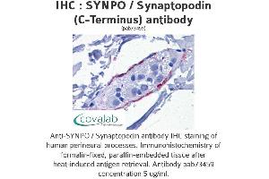 Image no. 1 for anti-Synaptopodin (SYNPO) (C-Term) antibody (ABIN1739830) (SYNPO antibody  (C-Term))