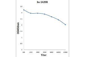 NCOR2 antibody  (AA 2201-2525)