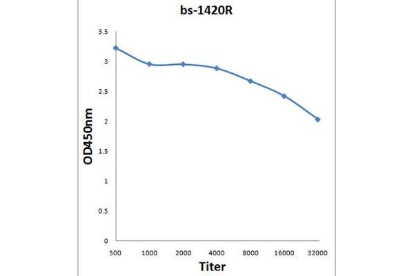 NCOR2 antibody  (AA 2201-2525)