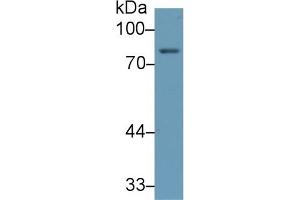 Detection of 5-LO in Human Placenta lysate using Monoclonal Antibody to 5-Lipoxygenase (5-LO) (ALOX5 antibody  (AA 461-671))