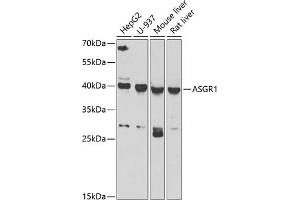 Western blot analysis of extracts of various cell lines, using  antibody (ABIN6127458, ABIN6137179, ABIN6137181 and ABIN6222596) at 1:1000 dilution. (Asialoglycoprotein Receptor 1 antibody  (AA 1-150))