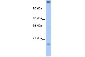 Claudin 11 antibody used at 0.