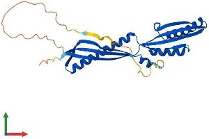 AlphaFold protein structure predicition of Human Recombinant IRAK1BP1 Protein, UniprotID Q5VVH5