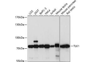 Western blot analysis of extracts of various cell lines, using TLK1 antibody (ABIN7270859) at 1:1000 dilution. (TLK1 antibody  (AA 160-230))