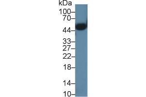 Western Blot; Sample: Mouse Heart lysate; Primary Ab: 1µg/ml Rabbit Anti-Mouse ORM2 Antibody Second Ab: 0.