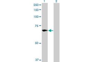 Western Blot analysis of TRIM25 expression in transfected 293T cell line by TRIM25 MaxPab polyclonal antibody. (TRIM25 antibody  (AA 1-630))