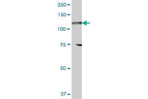 FLJ10808 MaxPab polyclonal antibody. (UBA6 antibody  (AA 1-389))