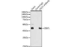 Immunoprecipitation analysis of 300 μg extracts of 293T cells using 3 μg CELF1 antibody (ABIN6131012, ABIN6138399, ABIN6138400 and ABIN6221641). (CELF1 antibody  (AA 108-483))