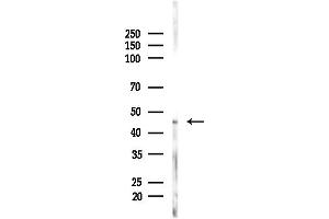 anti-Potassium Channel, Subfamily K, Member 12 (KCNK12) (N-Term) antibody