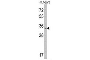 Western blot analysis of MLF1 Antibody (N-term) in mouse heart tissue lysates (35ug/lane). (MLF1 antibody  (N-Term))