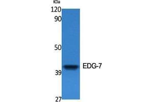 Western Blot (WB) analysis of specific cells using EDG-7 Polyclonal Antibody. (LPAR3 antibody  (C-Term))