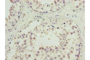 Immunohistochemistry of paraffin-embedded human testis tissue using ABIN7174711 at dilution of 1:100 (TMEM234 antibody  (AA 1-145))
