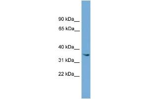 WB Suggested Anti-ASB17 Antibody Titration: 1.