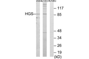 Western blot analysis of extracts from 293 cells and HUVEC cells, using HGS antibody. (HGS antibody  (Internal Region))