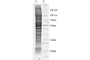 Coommassie stained SDS-PAGE of 20 µl of Mouse Derived NIH 3T3 Whole Cell Lysate (Ready-to-Use) separated in a 4-20% gradient gel under non-reducing conditions (lane 1). (Mouse IgG Isotype Control)