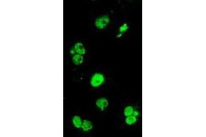 Anti-ERCC1 mouse monoclonal antibody (ABIN2455548) immunofluorescent staining of COS7 cells transiently transfected by pCMV6-ENTRY ERCC1 (RC200478). (ERCC1 antibody)