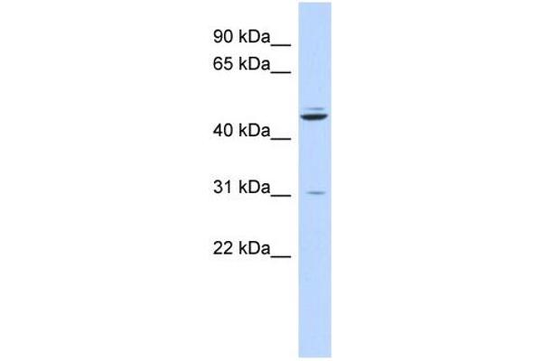 ZNF238 antibody  (N-Term)