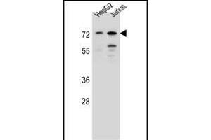 DACH2 Antibody (N-term) (ABIN657165 and ABIN2846299) western blot analysis in HepG2,Jurkat cell line lysates (35 μg/lane).