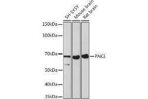 Western blot analysis of extracts of various cell lines, using P Rabbit mAb (ABIN7269161) at 1:1000 dilution. (PAK3 antibody)
