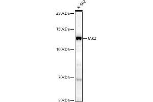 Western blot analysis of extracts of K-562 cells, using J antibody (ABIN7268040) at 1:1000 dilution.