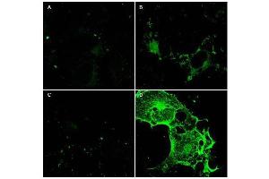 Immunofluorescence Microscopy using  Protein A purified anti-CD97 antibody shows staining of Fc-CD97-(5EGF) (panel D) in transfected COS cells. (CD97 antibody  (AA 1-512))